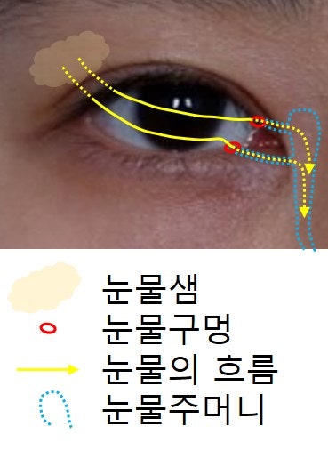About Lateral Canthoplasty and Lower Canthoplasty 사진 2