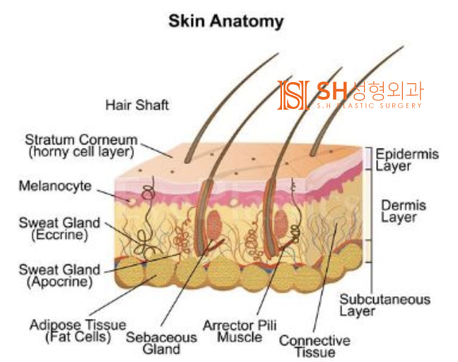 #21 Forehead Lift Review: Why Do Some People Not See Results? Feat. Self-Diagnosis Method for Forehead Lift 사진 2