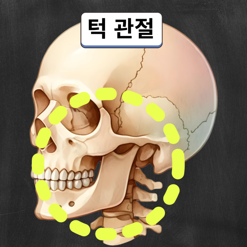 턱관절, 비교해부학적 관점에서 본 기능적 관리와 수술치료의 한계