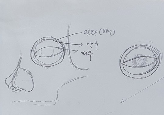 ما الفرق بين توسيع زاوية العين (Corner Canthoplasty) والتوسيع المزدوج (Dual Canthoplasty)؟