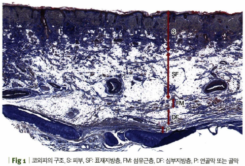 1. 해부학